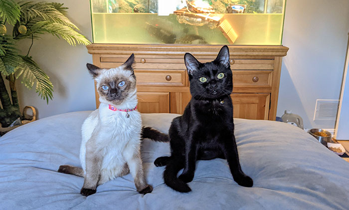 Able, Black 7 Months Old, Now Has A New Sister Perseverance (Percy), Siamese 3 Months Old