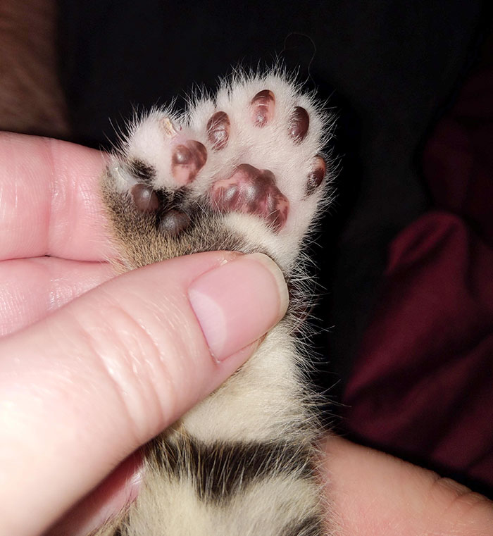 My Foster Kitten, Myrtle, Has 8 Beans On One Foot