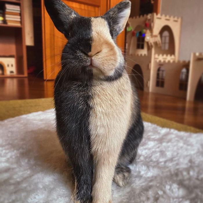 Encontré este conejo con características únicas: quería que supieras que eres único y amado como este conejito