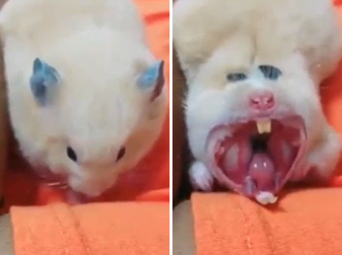 Thanks I Hate Yawning Hamsters