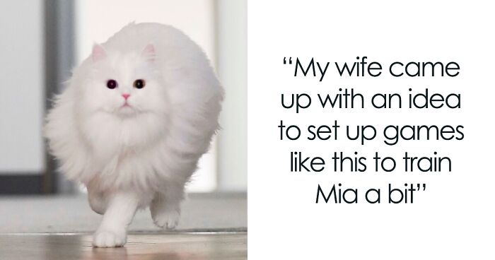 Cat Goes Viral On Social Media For Completing Challenging Obstacle Tests