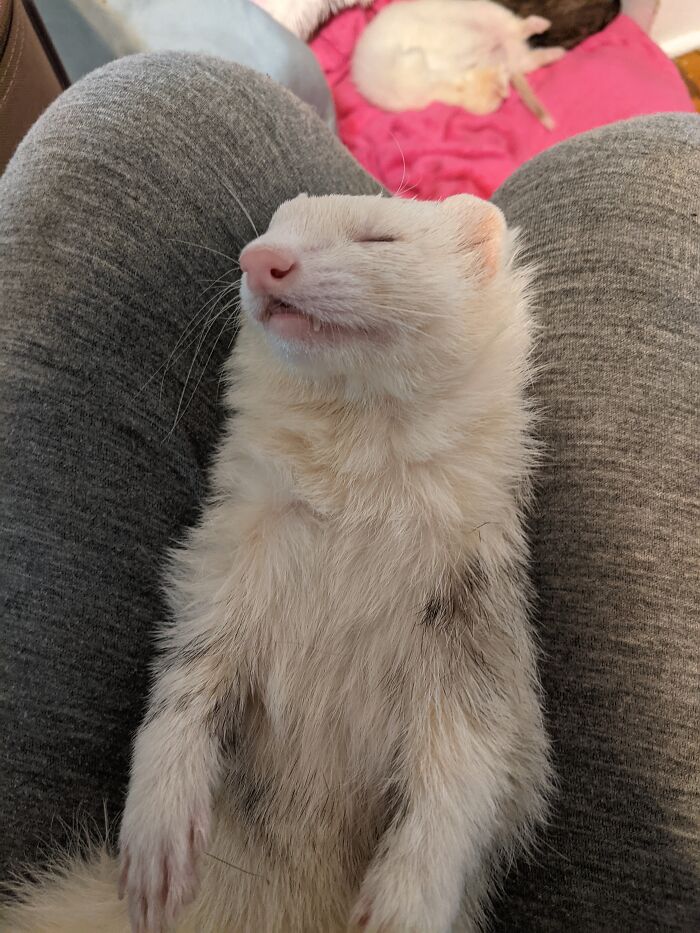 Wally Brother Of Weasel, And Expert Level Sleeper