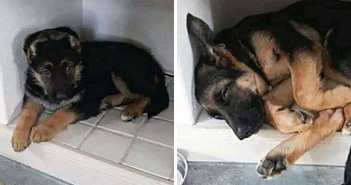 «¿Qué le pasa a tu perro?»: La gente publica imágenes de sus perros «malfuncionando» (40 nuevas fotos)