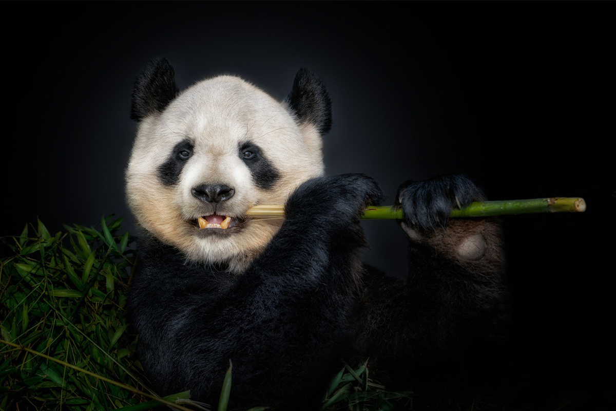 Wild Animals From Up Close: 30 Portraits By This Photographer | Bored Panda