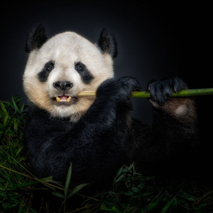 Wild Animals From Up Close: 30 Portraits By This Photographer