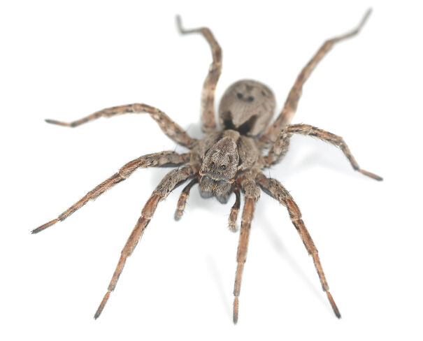 wolf-spider-62520a62278e6.jpg