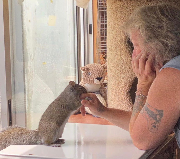 Woman Sheltered A Squirrel She Found In Her Garden Hoping To Release Him Eventually, The Squirrel Decided To Stay With Her