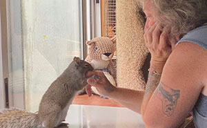Baby Squirrel Wouldn't Leave After It Was Rescued By This Woman