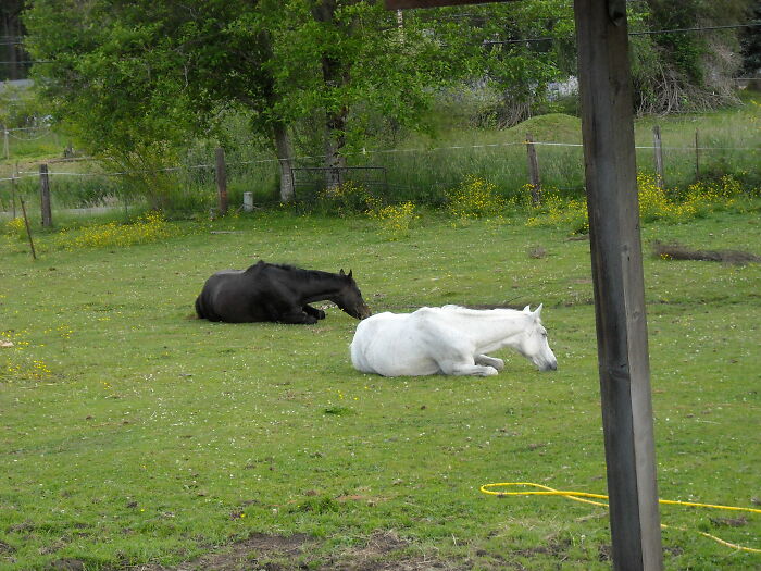Miss Rescuing Horses; Market Master And Princess Leah