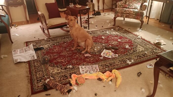 My Four-Legged Child