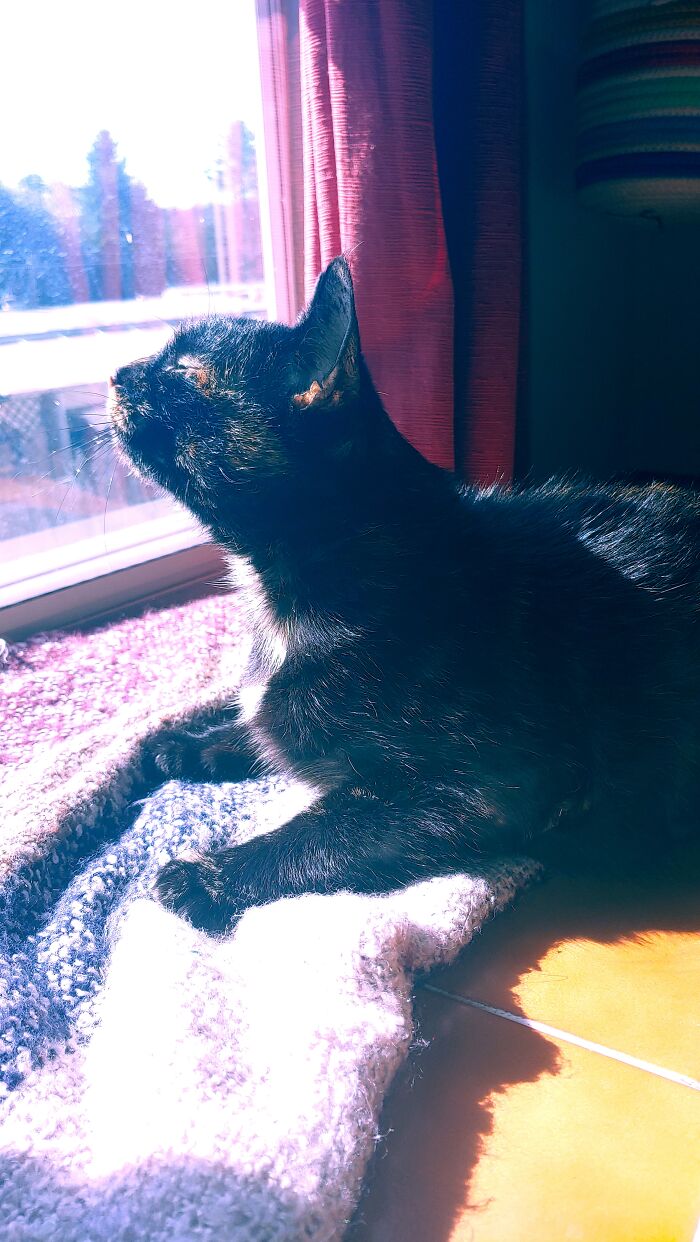 Cinder Taking In The Sun