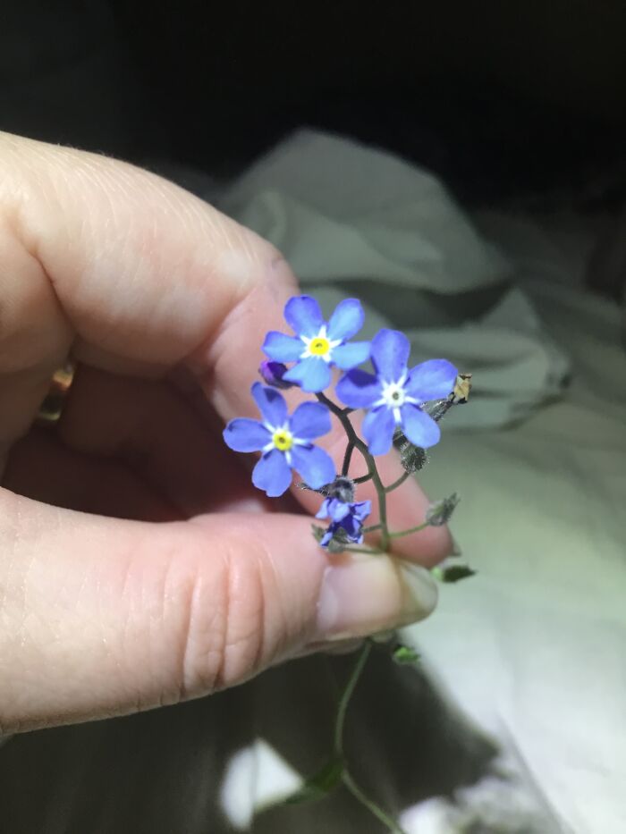 A Forgetmenot Flower From Our Backyard Last Year.