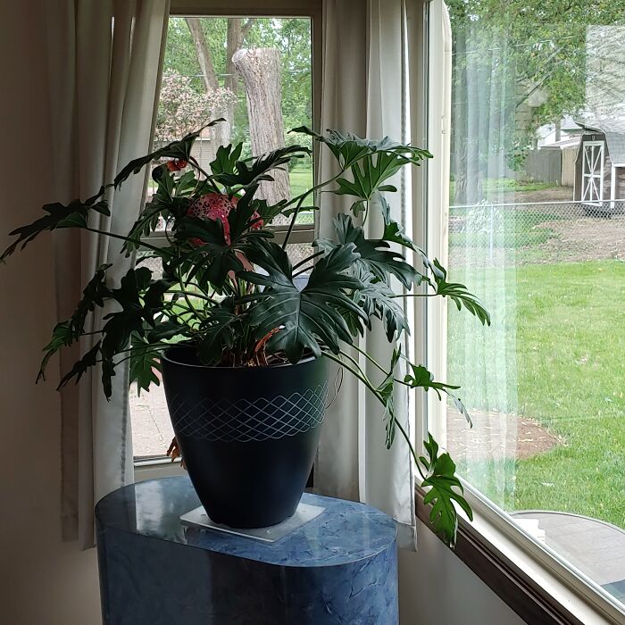 My Plant I've Owned Since 1985. And His Solar Flamingo.