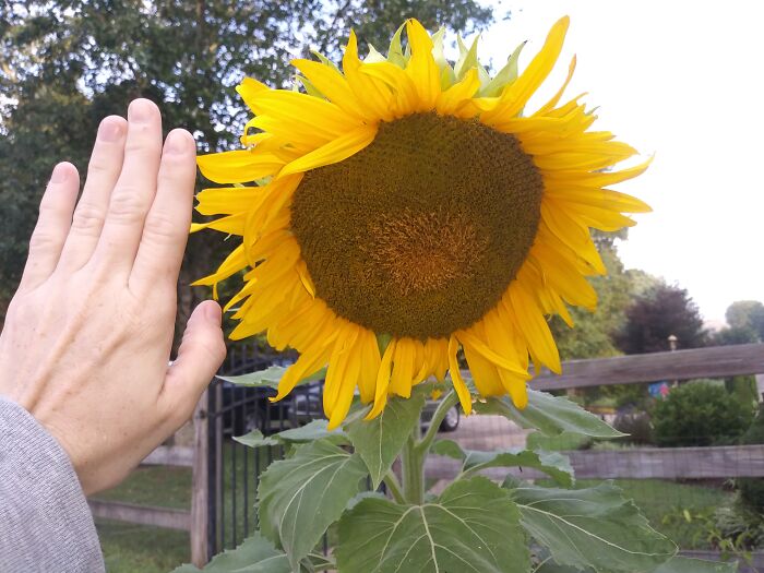 Hand-Some Sunflower
