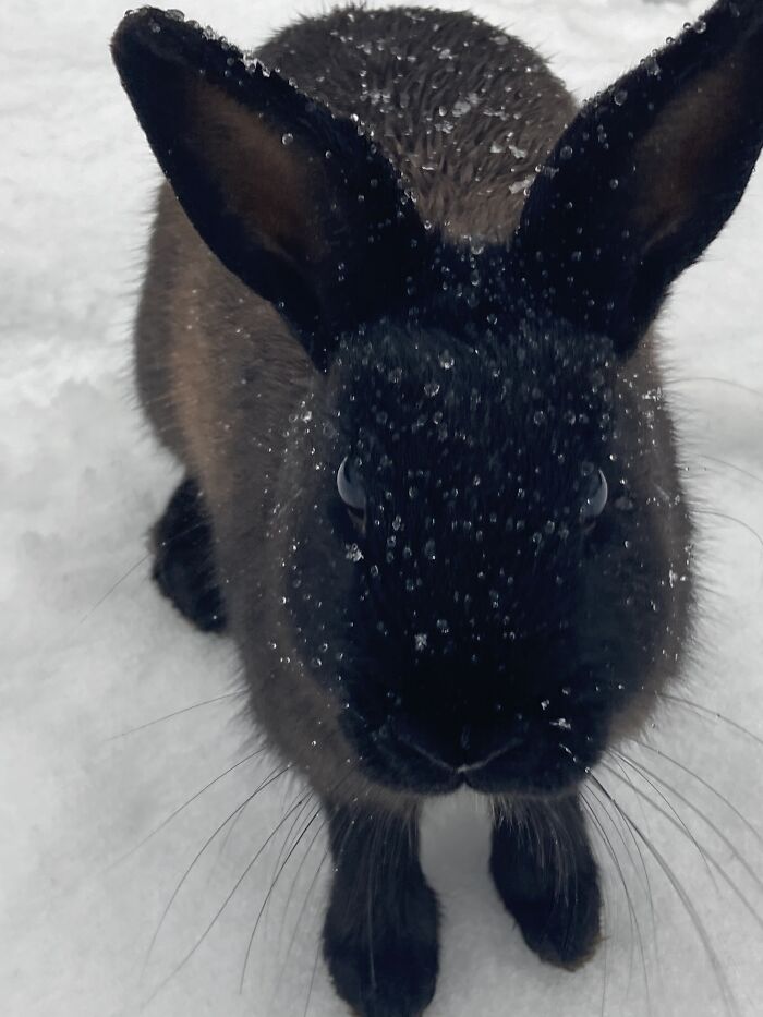 Bunny In The Snow