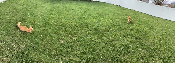 I Took A Pano Of Our Yard To Show My Mom That We Cleaned It And I Also Got These Cuties