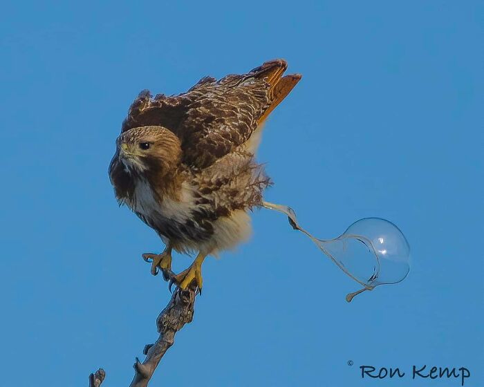 A veces, cuando tomas una foto cuando crees que están a punto de volar, esto es lo que obtienes. Una gran burbuja de caca