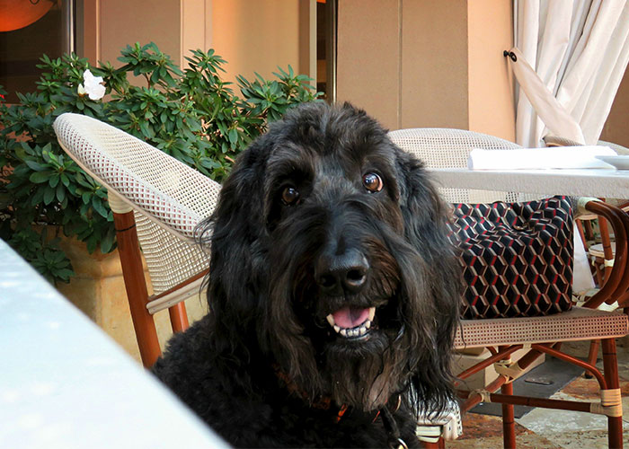 3.8M People Have Adored This Video Of Man Having The Sweetest Dinner Date With His Dog 3.8M People Have Adored This Video Of Man Having The Sweetest Dinner Date With His Dog