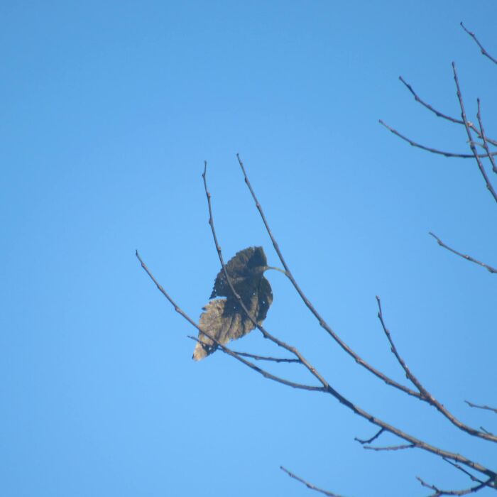 I Ran To Grab My Camera To Take A Picture Of This Awesome Bird…….turned Out To Be A Leaf!