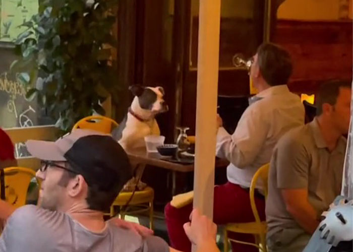 3.8M People Have Adored This Video Of Man Having The Sweetest Dinner Date With His Dog 3.8M People Have Adored This Video Of Man Having The Sweetest Dinner Date With His Dog