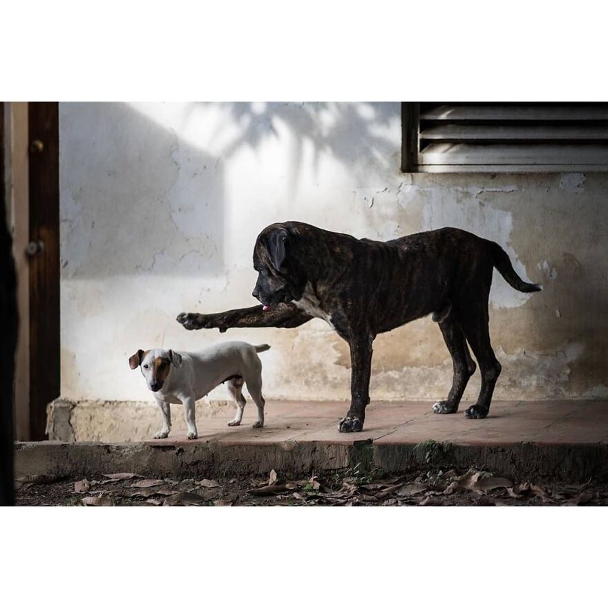 Here Are 62 Powerful Animal Images From Instagram "The Decisive Moments Magazine"