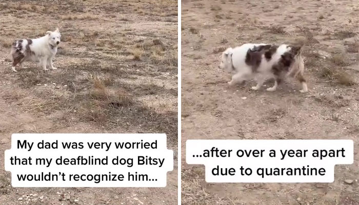 Grandpa’s Worries About Dog Not Recognizing Him After A Year Apart Disappear As Excited Dog Rushes To Him