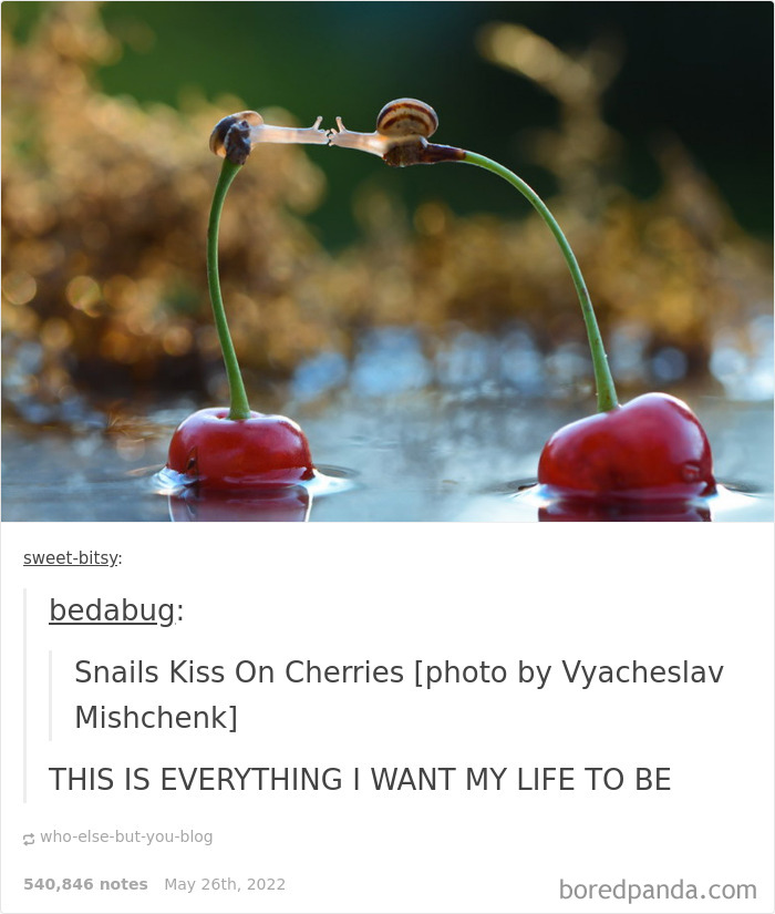 Weird-Side-Of-Tumblr-Posts