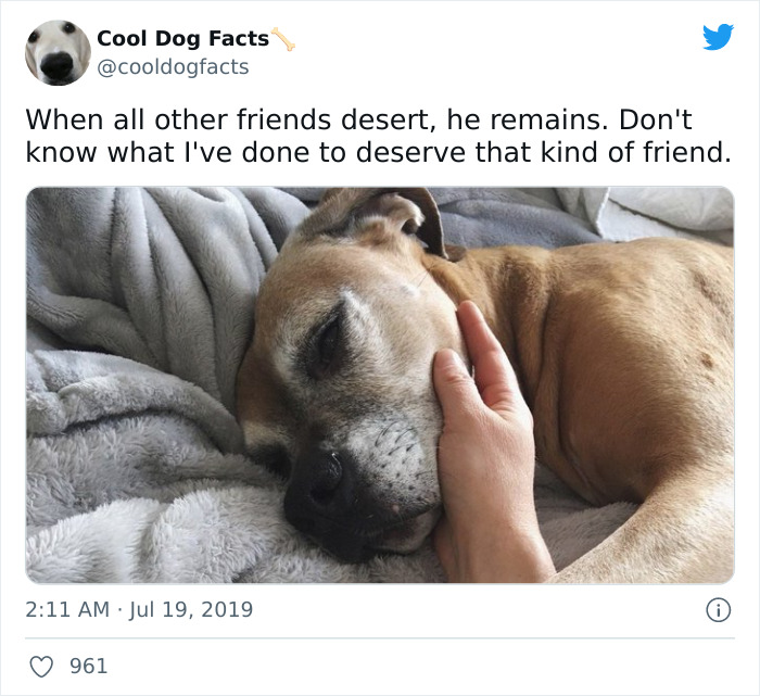 Cool-Dog-Facts-Twitter