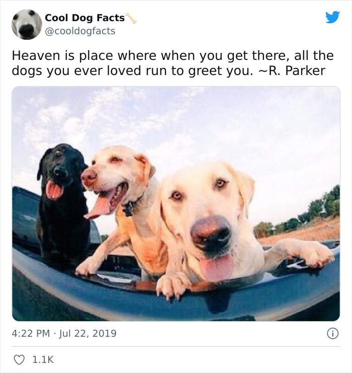 Cool-Dog-Facts-Twitter