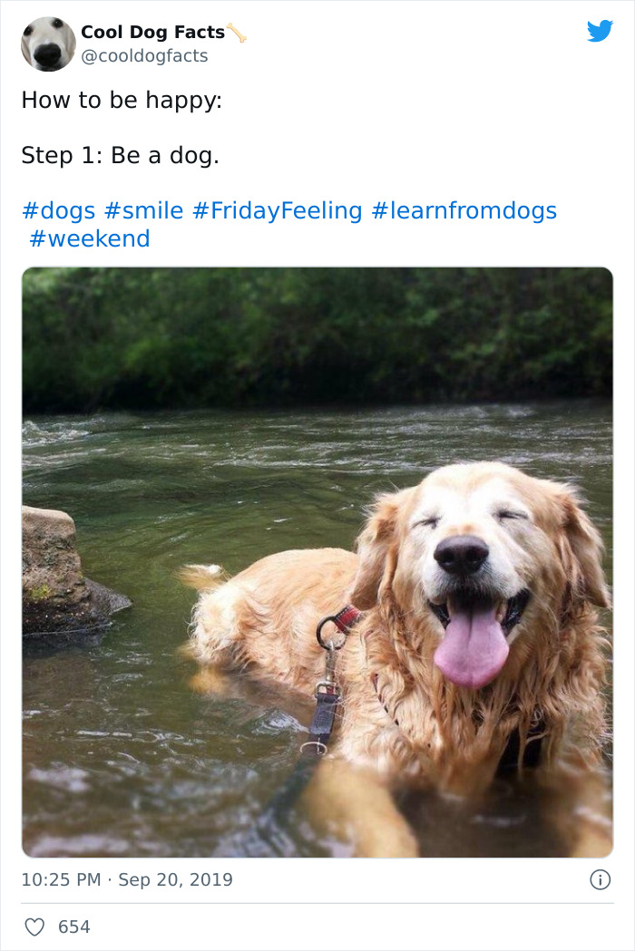 Cool-Dog-Facts-Twitter