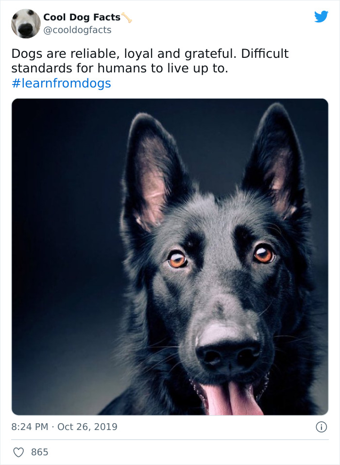 Cool-Dog-Facts-Twitter