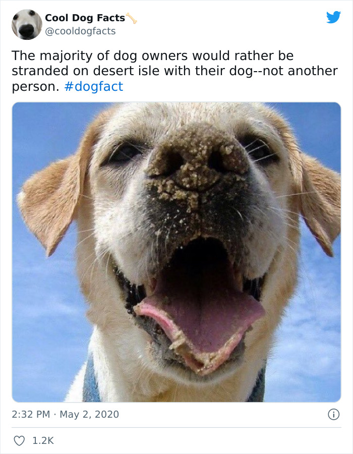 Cool-Dog-Facts-Twitter