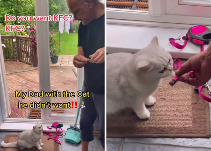 Dad Who Dislikes Cats Became Obsessed With The One His Son Brought Home, Now They’re Inseparable Dad Who Dislikes Cats Became Obsessed With The One His Son Brought Home, Now They’re Inseparable