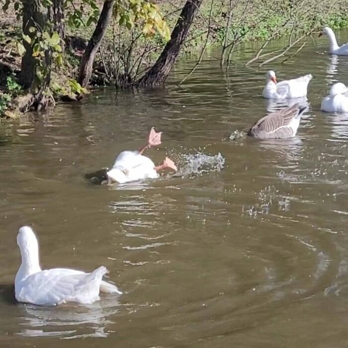 I Have Returned With Another Embarrassing Goose Photo