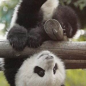 claudio_denta avatar