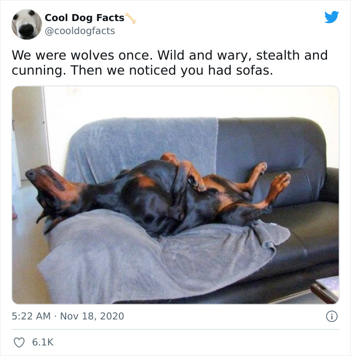 Cool-Dog-Facts-Twitter