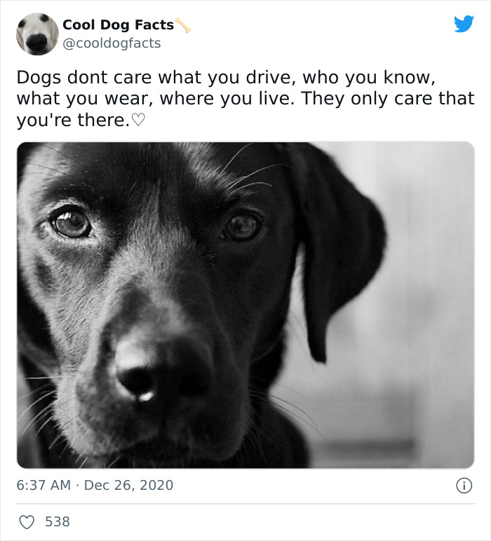 Cool-Dog-Facts-Twitter