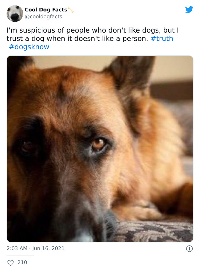 Cool-Dog-Facts-Twitter