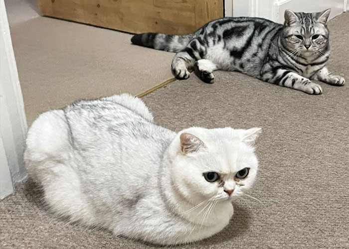 Dad Who Dislikes Cats Became Obsessed With The One His Son Brought Home, Now They’re Inseparable Dad Who Dislikes Cats Became Obsessed With The One His Son Brought Home, Now They’re Inseparable