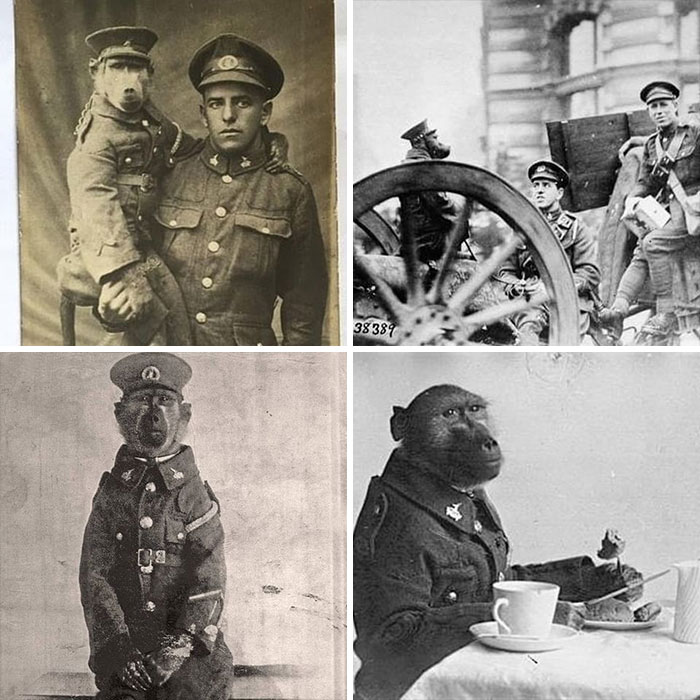 Corporal Jackie Was A Baboon In The South African Army During World War I. He Was The Official Mascot Of The 3rd Transvaal Regimen When His Owner, Albert Marr Was Drafted Into War, And Would Not Leave Jackie At Home. He Asked His Superiors If Jackie, Too, Could Join The Army And They Said Yes