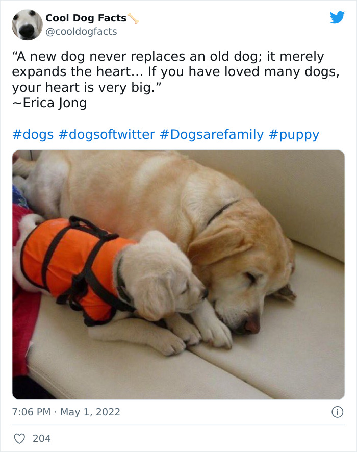 Cool-Dog-Facts-Twitter