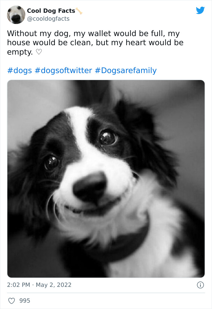 Cool-Dog-Facts-Twitter