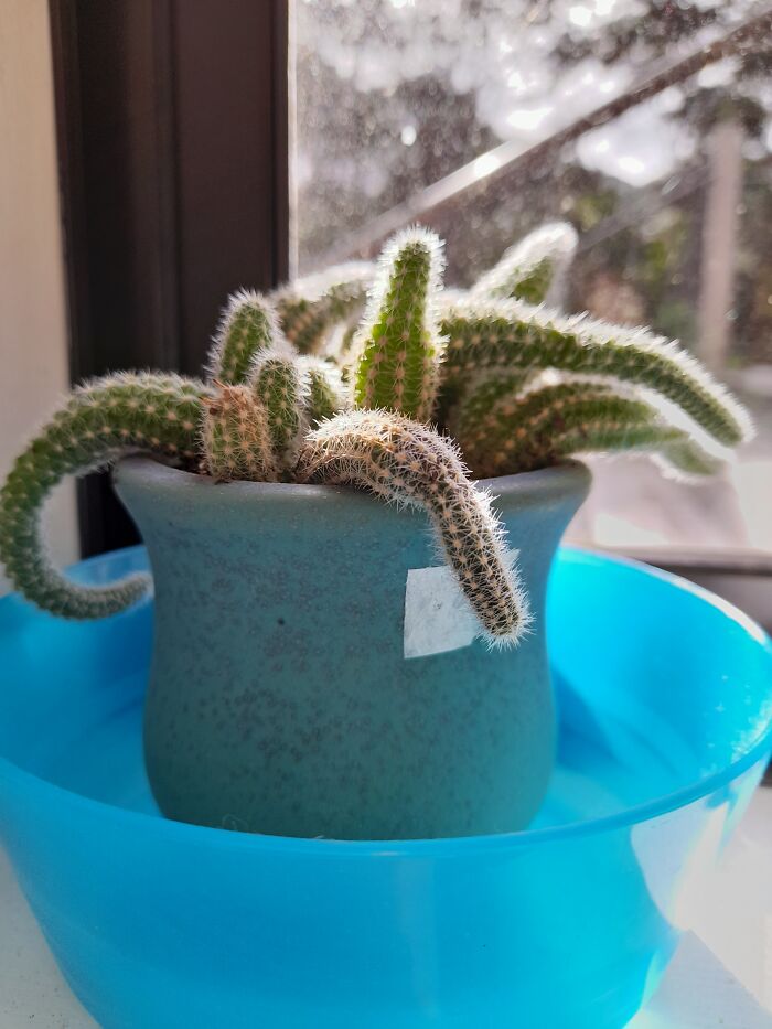 This Is My Cactus, His Name Is Jo. He's Feeling A Little Down Lately