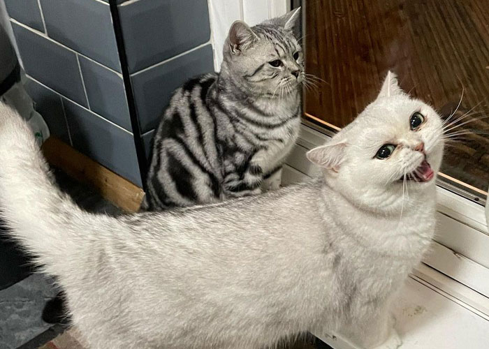 Dad Who Dislikes Cats Became Obsessed With The One His Son Brought Home, Now They’re Inseparable Dad Who Dislikes Cats Became Obsessed With The One His Son Brought Home, Now They’re Inseparable