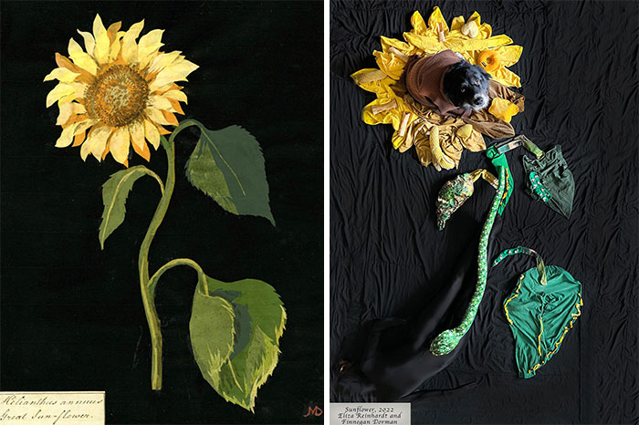 Helianthus Annuus, 1772-1782 By Mary Delaney vs. Great Sunflower, 2022