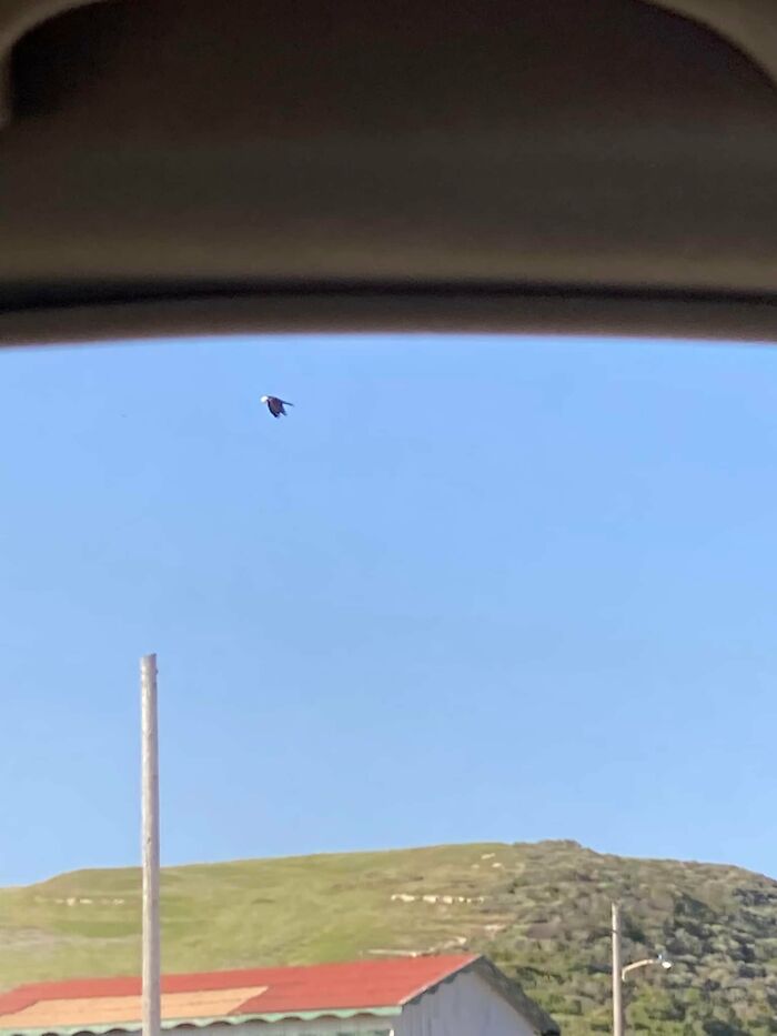 Detuve el coche para echar un vistazo al águila calva. Pero era un cuervo con una rebanada de pan blanco