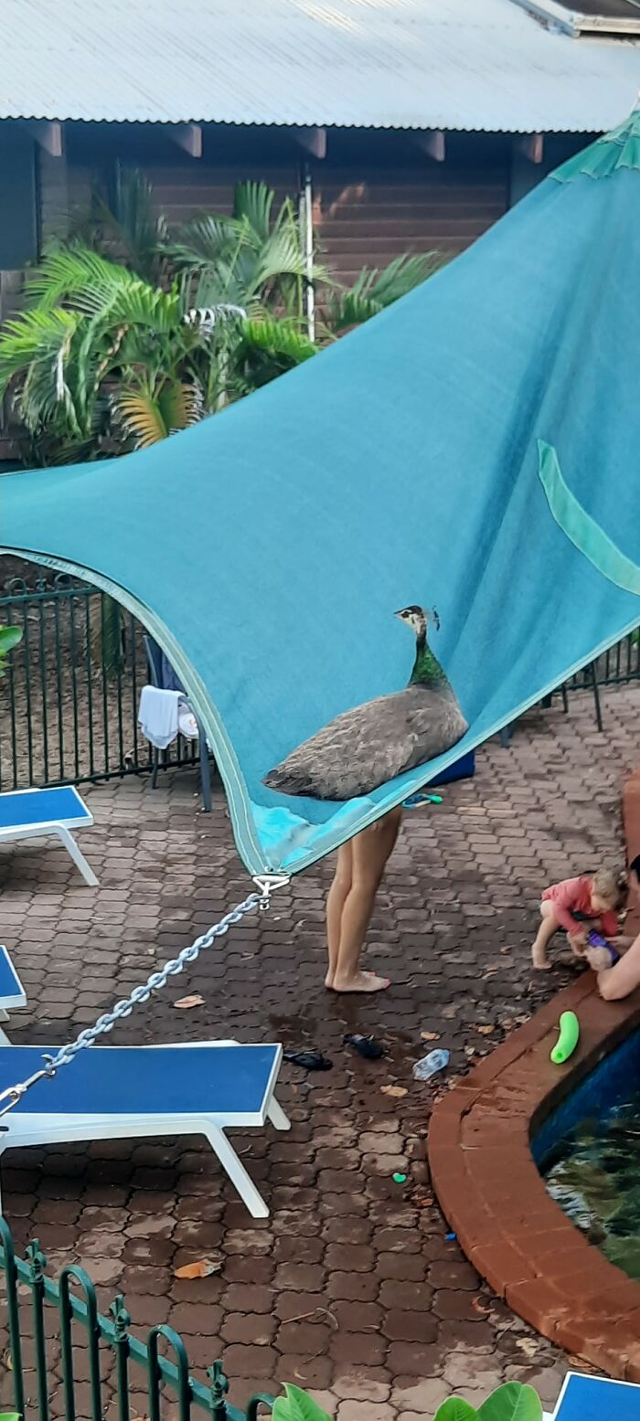 Había un montón de pavos reales en el recinto este fin de semana, pero las piernas de este eran únicas