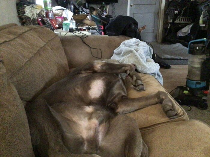 Just A Sleepy Boi And A Curious Boi