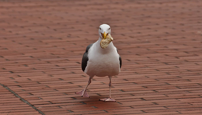 “Oh, He Likes Those”: Tesco’s Staff Have Given Up Trying To Stop Steven The Seagull From Stealing Any More Crisps
