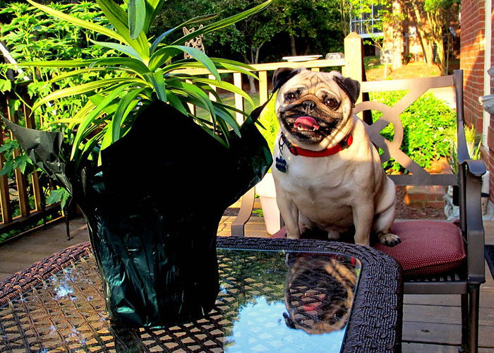 3.8M People Have Adored This Video Of Man Having The Sweetest Dinner Date With His Dog 3.8M People Have Adored This Video Of Man Having The Sweetest Dinner Date With His Dog